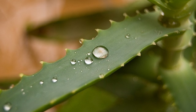 全能神教會,「毀容」變「美容」！