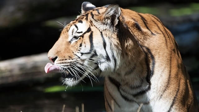 如何看待寧波動物園老虎咬死遊客事件