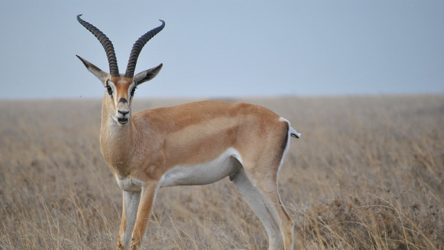 野生動物-頻臨滅絕-保護野生動物