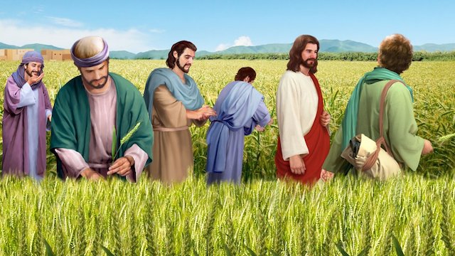 主耶穌為什麼在安息日允許門徒掐麥穗吃！！