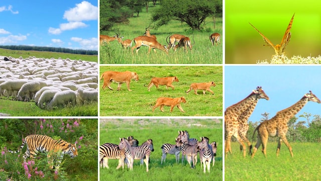 神的創造 第六日 神造的動物越來越豐富 U Blog